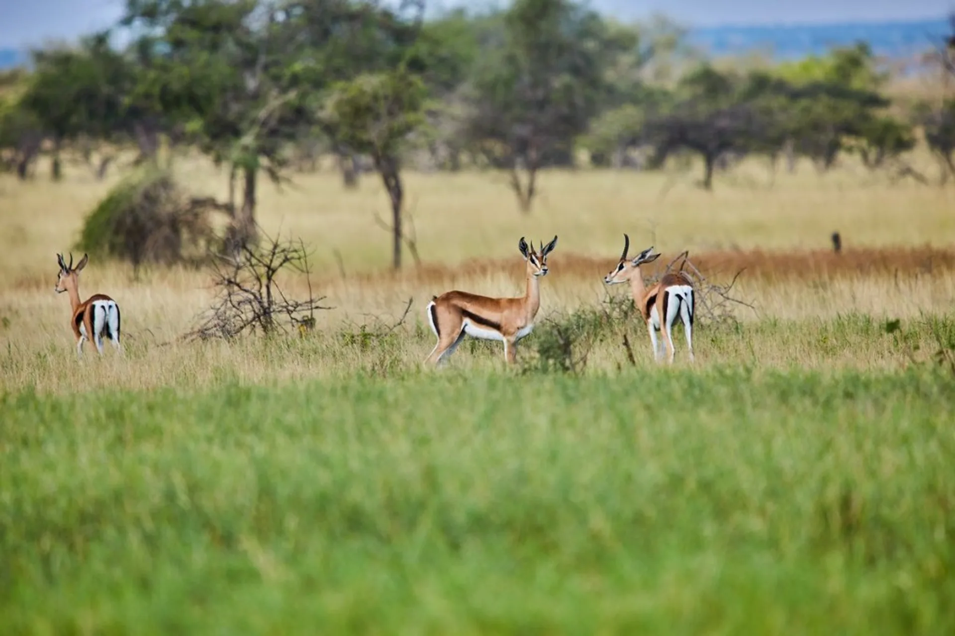 Bokora Corridor Wildlife Reserve