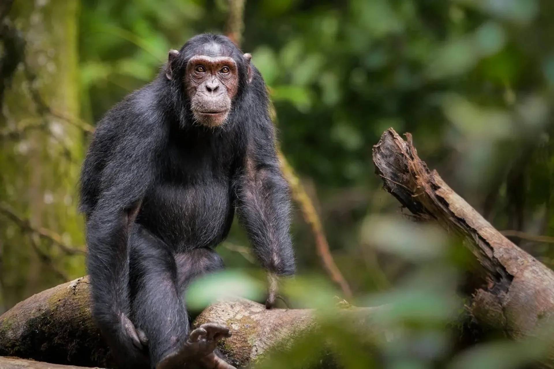 Budongo Forest Reserve