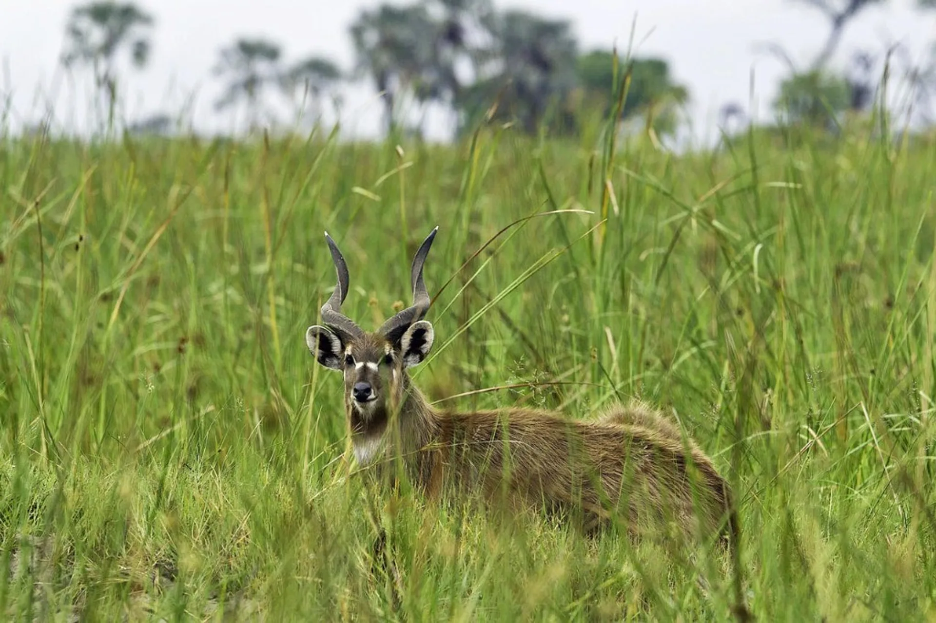 Waterbuck in tall grass, Bugungu Wildlife Reserve