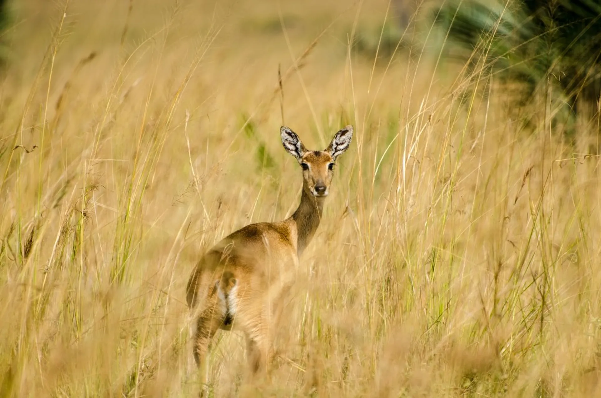 East Madi Wildlife Reserve