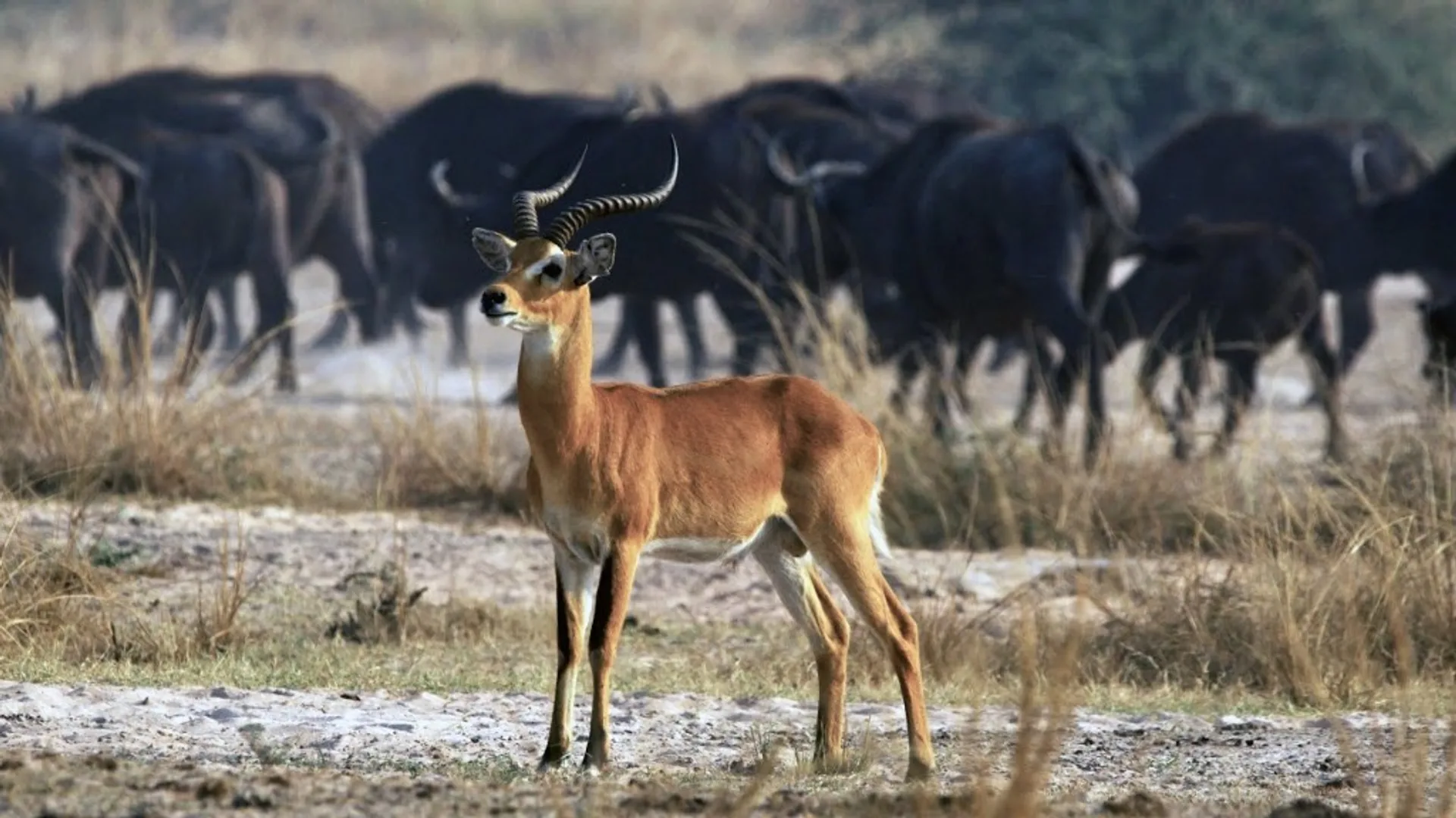 Uganda kob on open plains, Kabwoya Wildlife Reserve