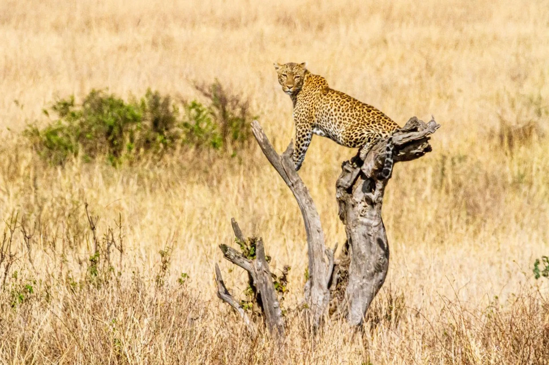 Leopard on a dead tree in golden savanna, Kidepo Valley National Park