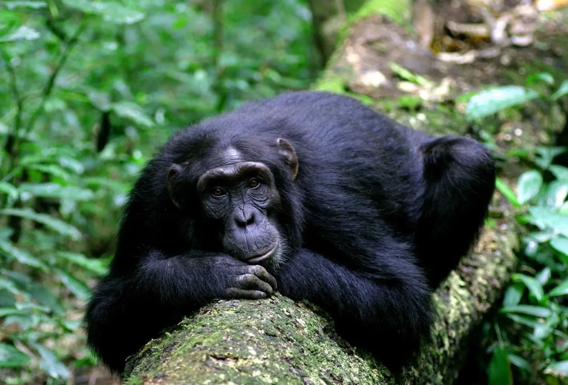 Chimpanzee in forest, Kyambura Gorge (Kyambura Wildlife Reserve)