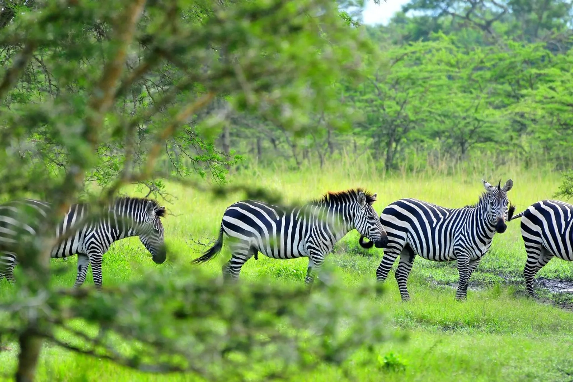 Plains zebras in green acacia woodland, Lake Mburo National Park