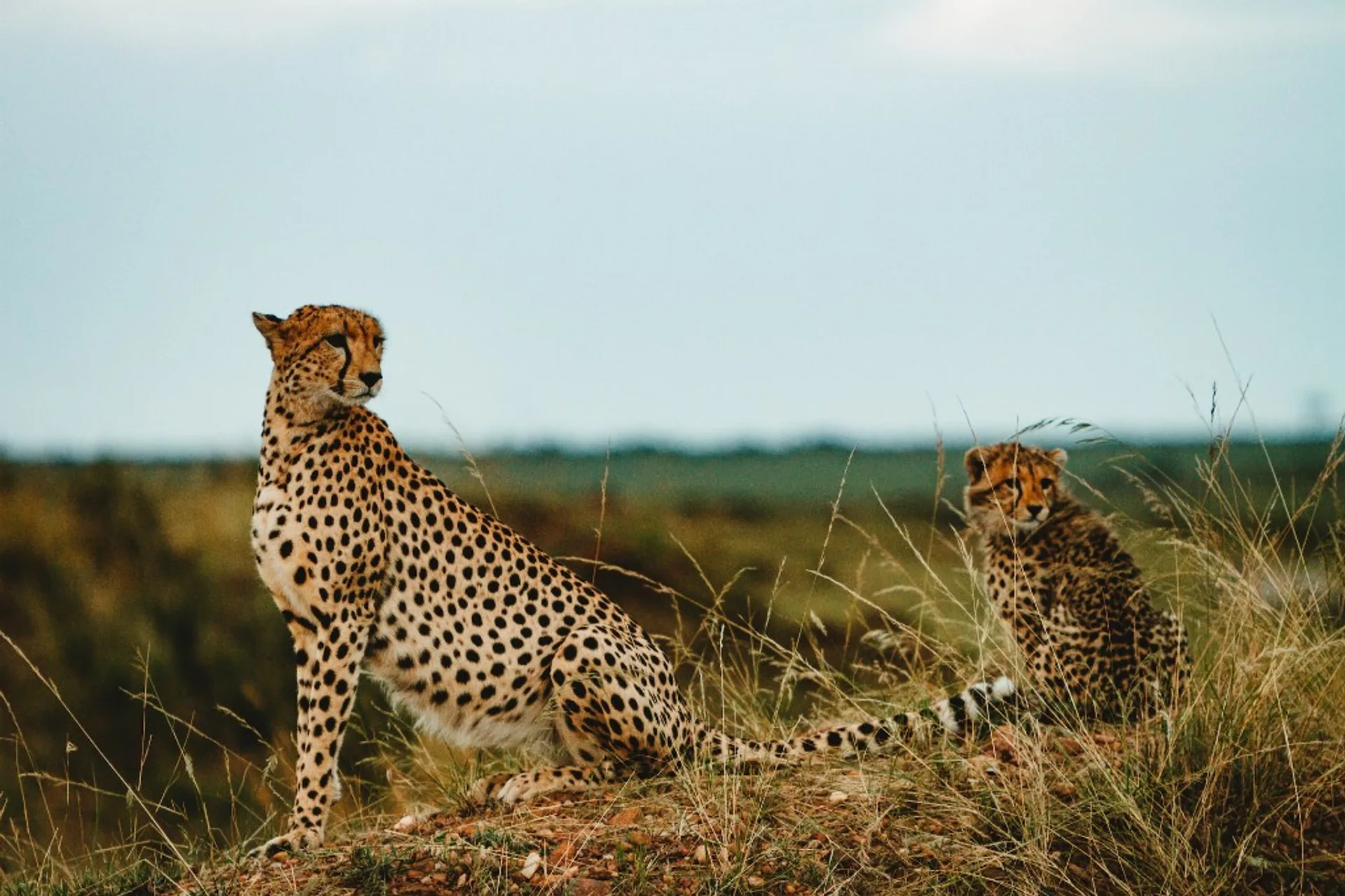 Pian Upe Wildlife Reserve
