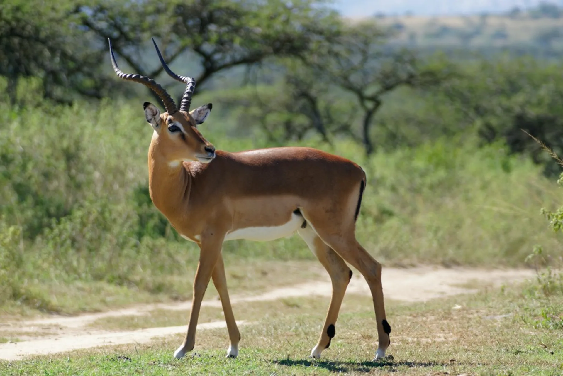 Toro-Semliki Wildlife Reserve