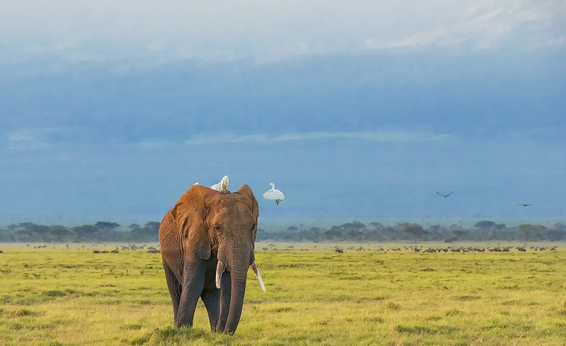 Amboseli National Park