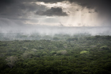 Arabuko Sokoke forest reserve