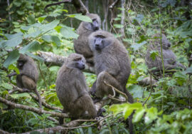Arusha national Park Day Tour