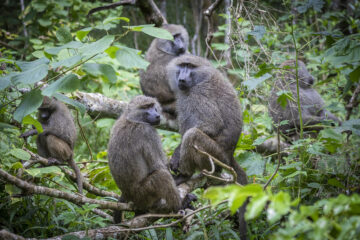 Arusha national Park Day Tour