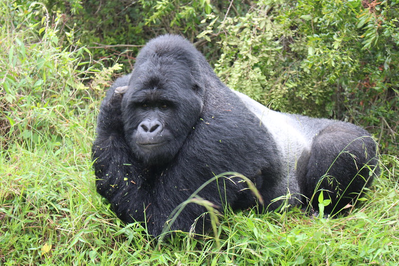 Best Time for Gorilla Trekking