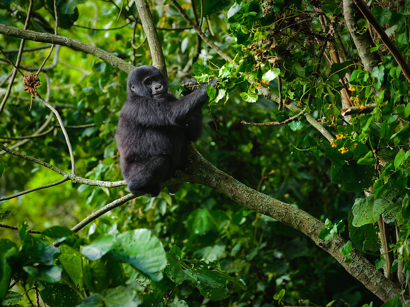 Bwindi Impenetrable National Park