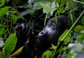 Bwindi Impenetrable National Park