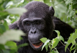 Discover Kibale National Park