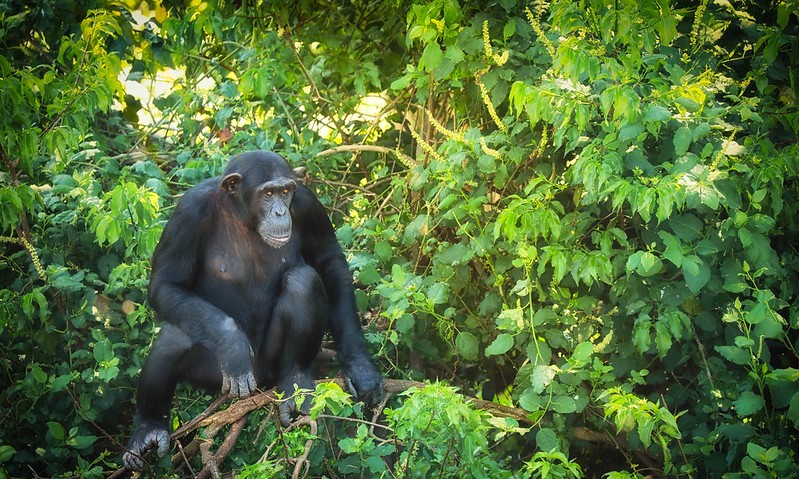 Discover Ngamba Island Chimpanzee Sanctuary