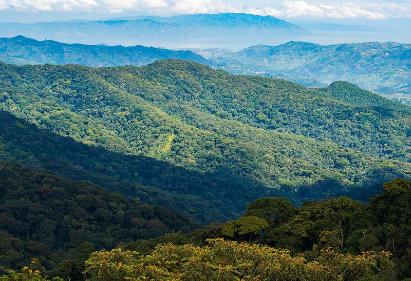 Discover Nyungwe Forest National Park