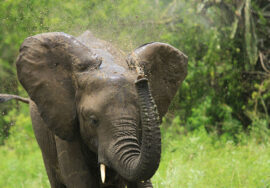 Discover Queen Elizabeth National Park