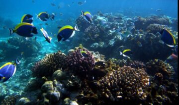 Disover Mombasa Marine National Park & Reserve