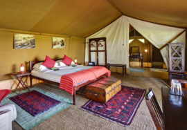 Elephant Pepper Camp Masai Mara