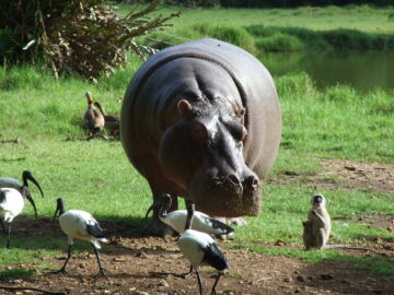 HALLER PARK SANCTUARY