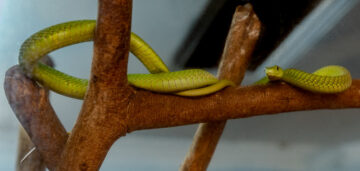 KAKAMEGA FOREST NATIONAL PARK