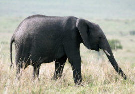 Kenya Safari Tips
