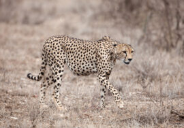 Kenya Safaris & Tours
