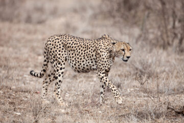 Kenya Safaris & Tours