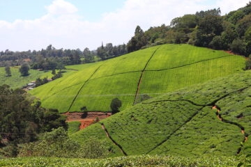 Kiambethu Tea Farm