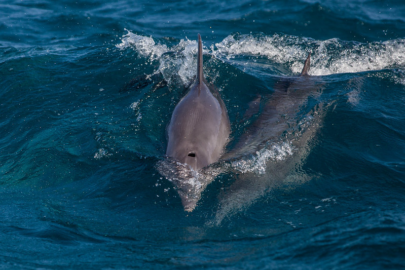 Kisite Mpunguti Marine Park