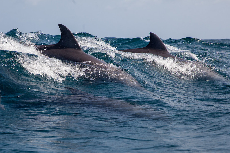 Kisite Mpunguti Marine Park