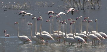 LAKE BOGORIA NATIONAL RESERVE