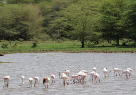 LAKE MANYARA NATIONAL PARK – TANZANIA