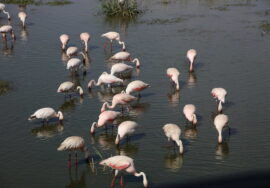 Lake Manyara National Park Day Tour, 