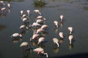 Lake Manyara National Park Day Tour, 