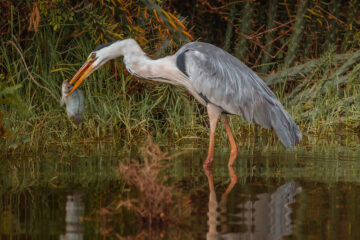 Lake Naivasha National Park