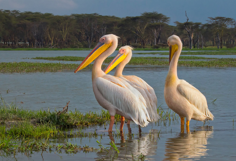 Lake Naivasha