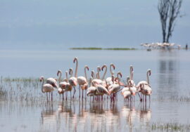Lake Nakuru National Park