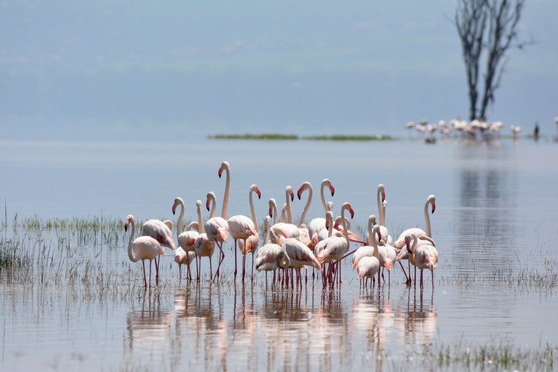 Lake Nakuru National Park
