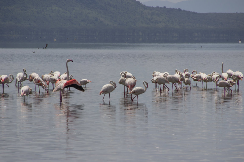 Lake Nakuru