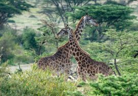 Mara Naboisho Conservancy