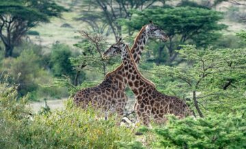 Mara Naboisho Conservancy