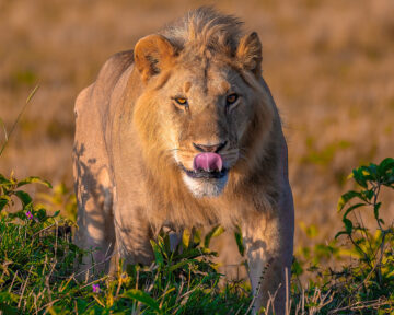 Mara Triangle Conservancy