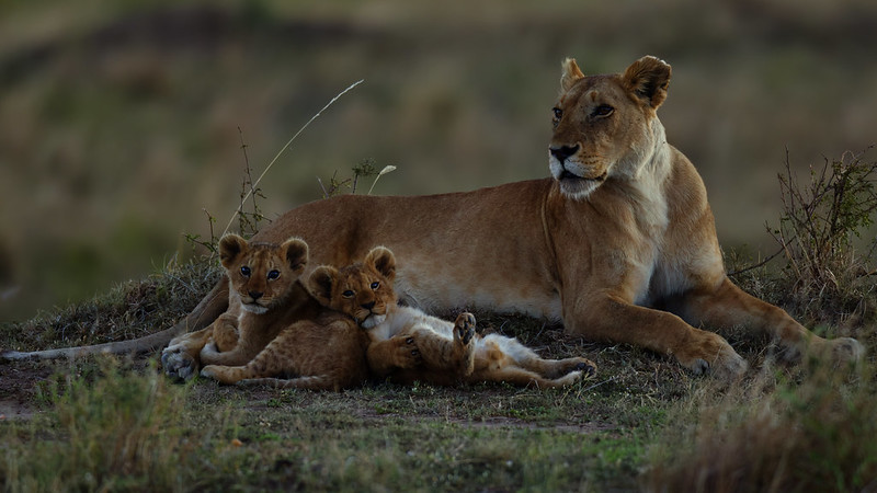 Masai Mara National Reserve