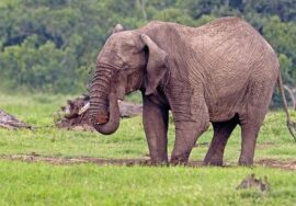 Masai Mara Olmoran Tented Camp Safari 3 Days 2 Nights Air & Road