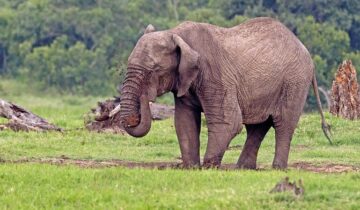 Masai Mara Olmoran Tented Camp Safari 3 Days 2 Nights Air & Road