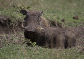 Masai Mara Safaris