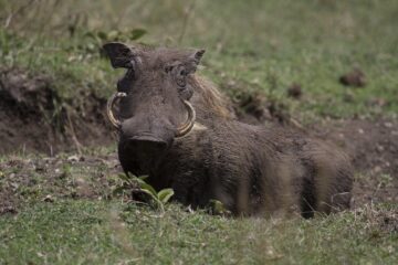 Masai Mara Safaris