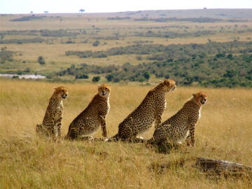 Masai Mara Safaris