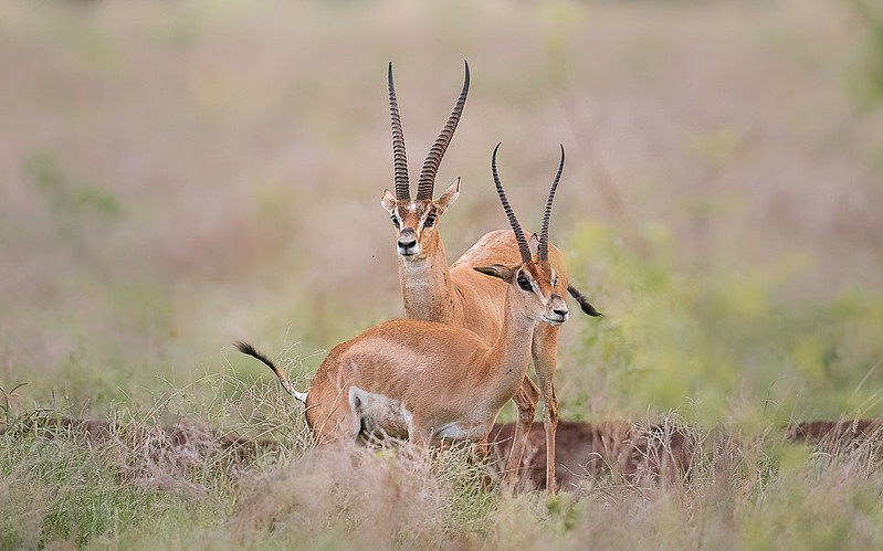 Meru National Park